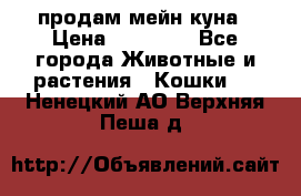 продам мейн куна › Цена ­ 15 000 - Все города Животные и растения » Кошки   . Ненецкий АО,Верхняя Пеша д.